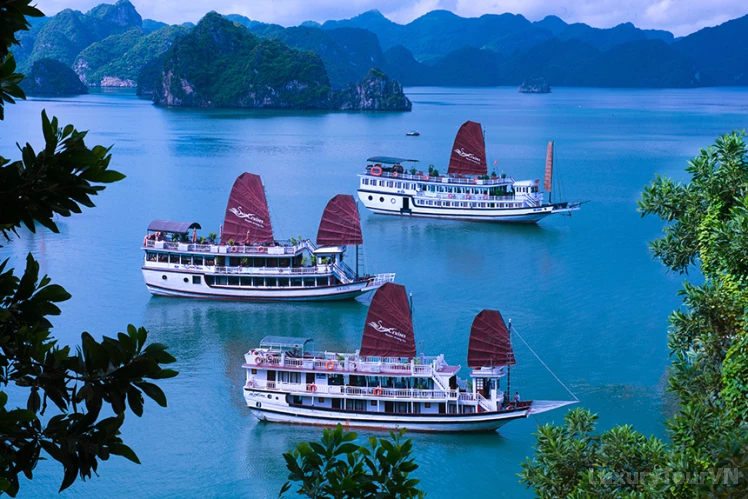 Swan Cruise image 0