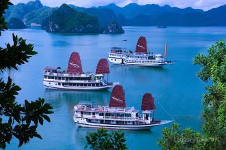 Swan Cruise image 0